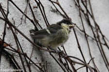 Junge Kohlmeise (Parus major major) im Garten