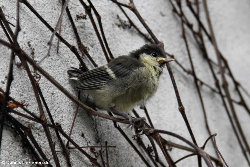 Junge Kohlmeise (Parus major)