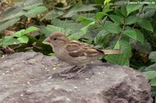 weiblicher Haussperling (Passer domesticus domesticus) in Köln