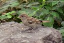 Passer domesticus domesticus