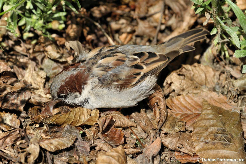 männlicher Haussperling (Passer domesticus domesticus)