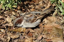 männlicher Haussperling (Passer domesticus domesticus) in Köln