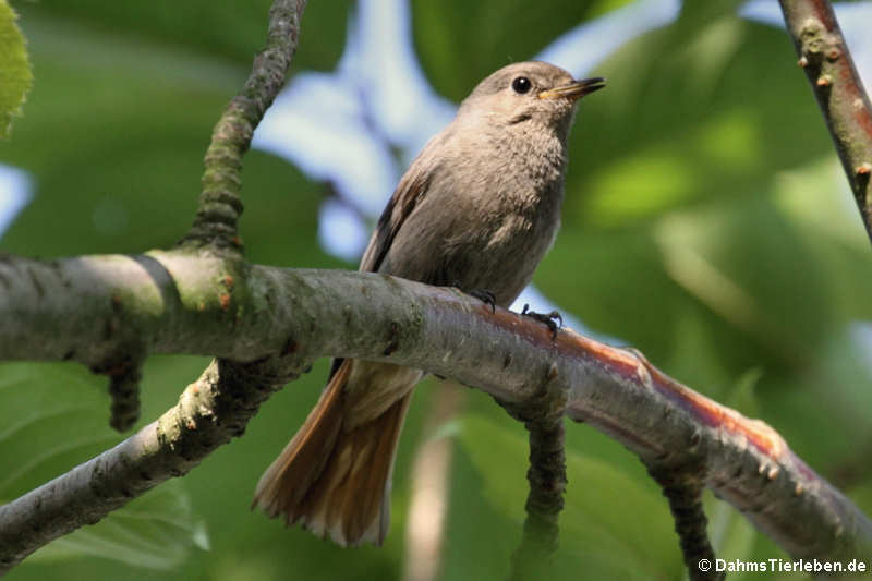 Hausrotschwanz (Phoenicurus ochruros)