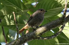 Hausrotschwanz (Phoenicurus ochruros gibraltariensis) im Garten