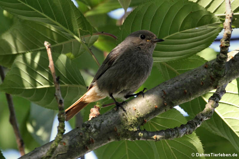 Phoenicurus ochruros gibraltariensis-2