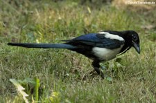 Elster (Pica pica pica) im Garten