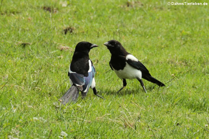 Elstern Pica pica-3