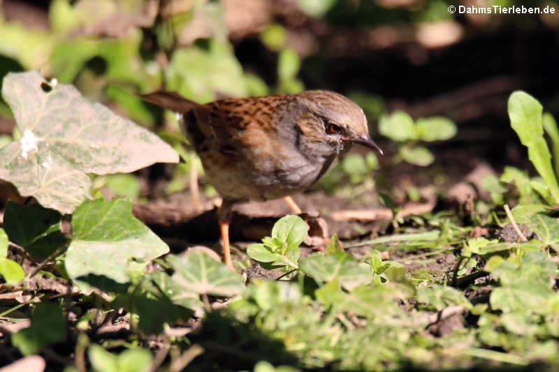 Prunella modularis modularis-4