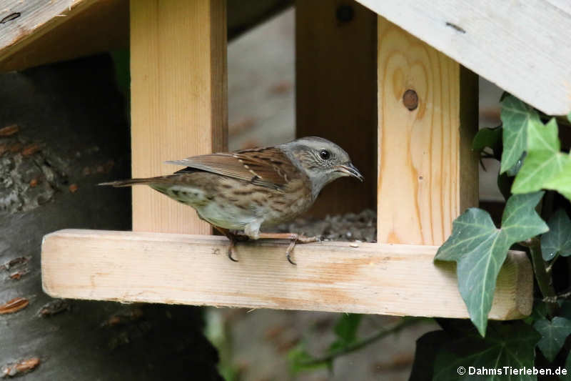 Heckenbraunelle (Prunella modularis modularis)