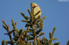 Eine Gruppe Großer Alexandersittiche (Psittacula eupatria) im Garten