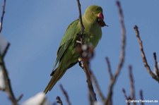 Halsbandsittich (Psittacula krameri) im Garten