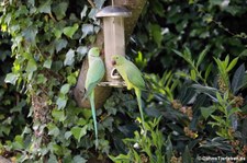 Halsbandsittich (Psittacula krameri) im Garten