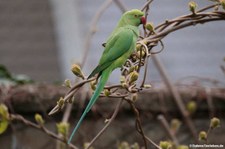 Halsbandsittich (Psittacula krameri) im Garten