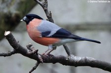 männlicher Gimpel (Pyrrhula pyrrhula) im Garten