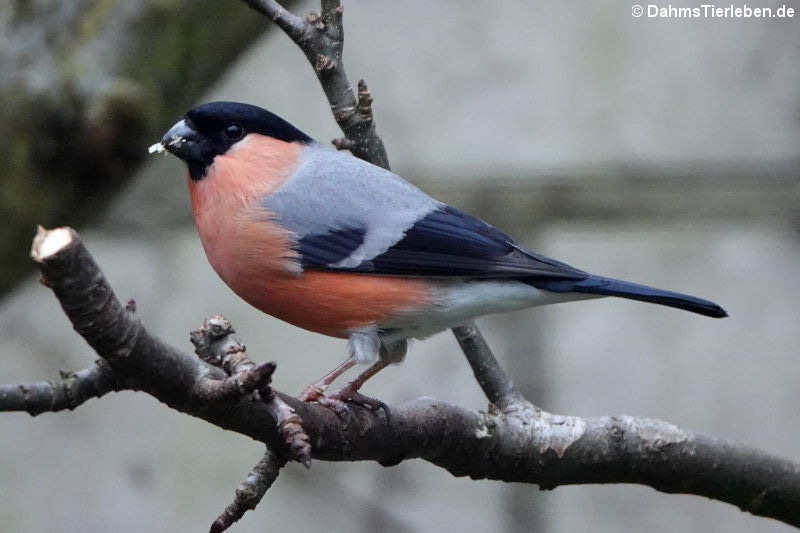 männlicher Gimpel oder Dompfaff (Pyrrhula pyrrhula)