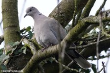 Türkentauben (Streptopelia decaocto) im Garten