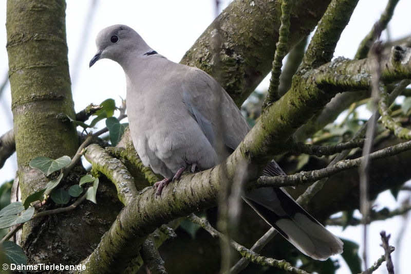 Streptopelia decaocto