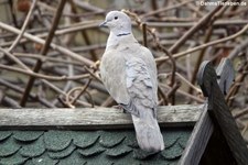 Türkentaube (Streptopelia decaocto) im Garten