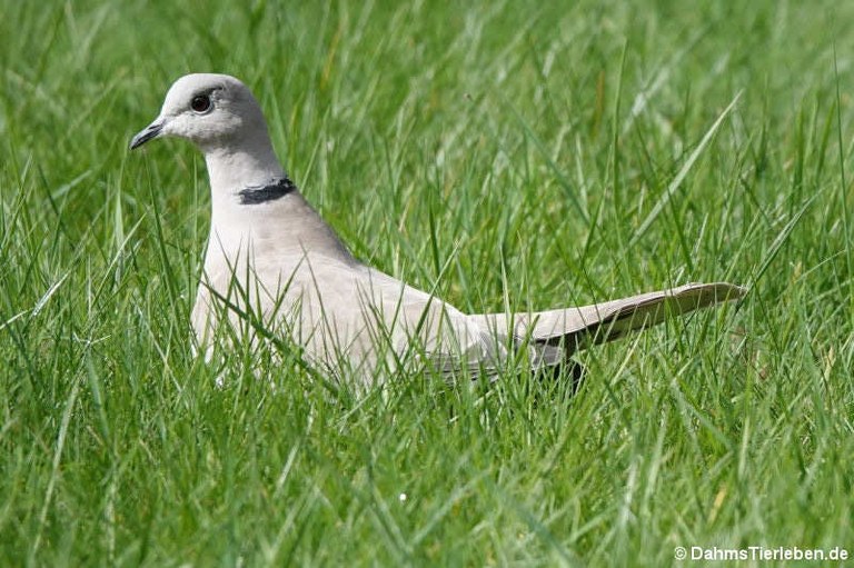 Streptopelia decaocto