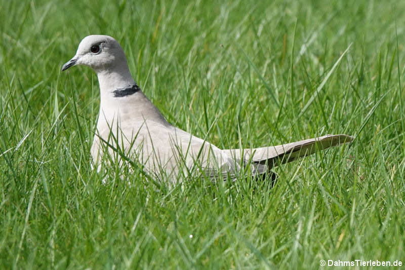 Türkentaube (Streptopelia decaocto)