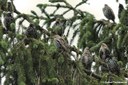 Sturnus vulgaris