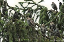 Stare (Sturnus vulgaris vulgaris) im Garten