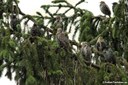 Sturnus vulgaris