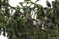 Stare (Sturnus vulgaris vulgaris) im Garten