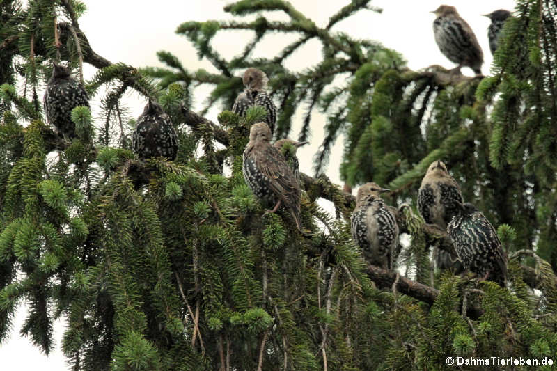 Sturnus vulgaris