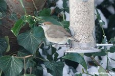 männliche Mönchsgrasmücke (Sylvia atricapilla atricapilla) im Garten