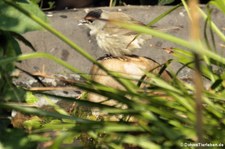 weibliche Mönchsgrasmücke (Sylvia atricapilla atricapilla) im Garten