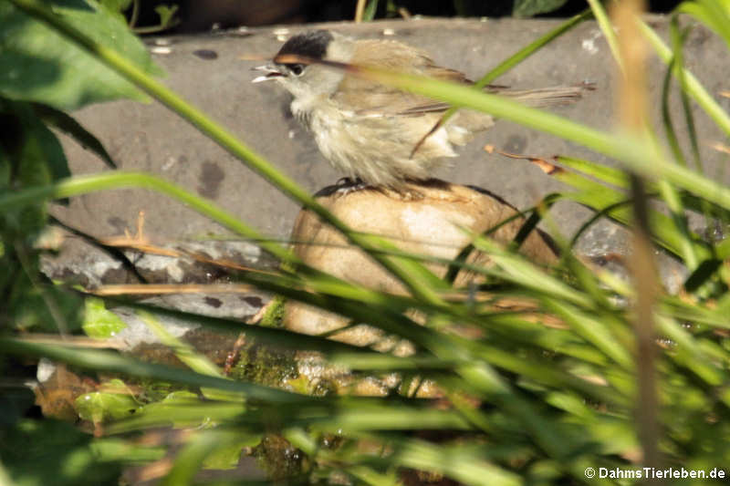 Mönchsgrasmücke (Sylvia atricapilla atricapilla)