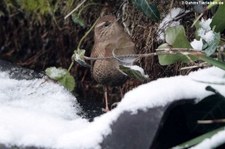 Zaunkönig (Troglodytes troglodytes troglodytes) im Garten