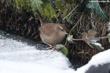 Zaunkönig (Troglodytes troglodytes troglodytes) im Garten