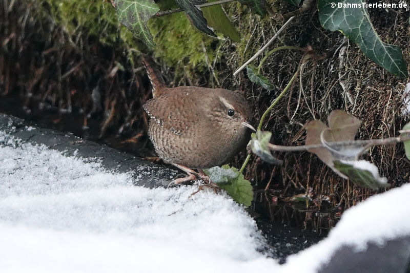 Troglodytes troglodytes troglodytes