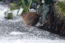 Zaunkönig (Troglodytes troglodytes troglodytes) im Garten