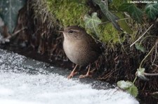 Zaunkönig (Troglodytes troglodytes troglodytes) im Garten