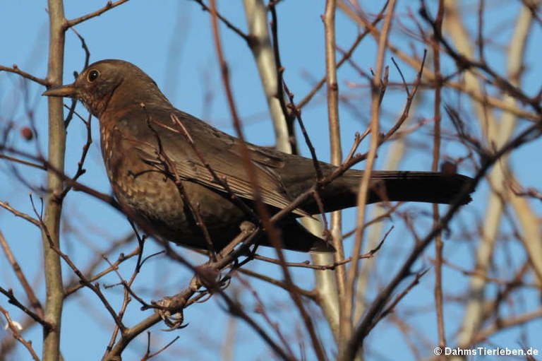 Turdus merula merula