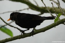 männliche Amsel (Turdus merula merula) im Garten