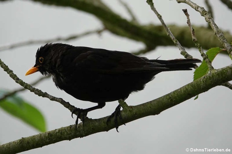 Turdus merula merula