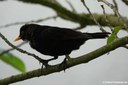 Turdus merula merula