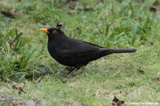 Turdus merula merula-1