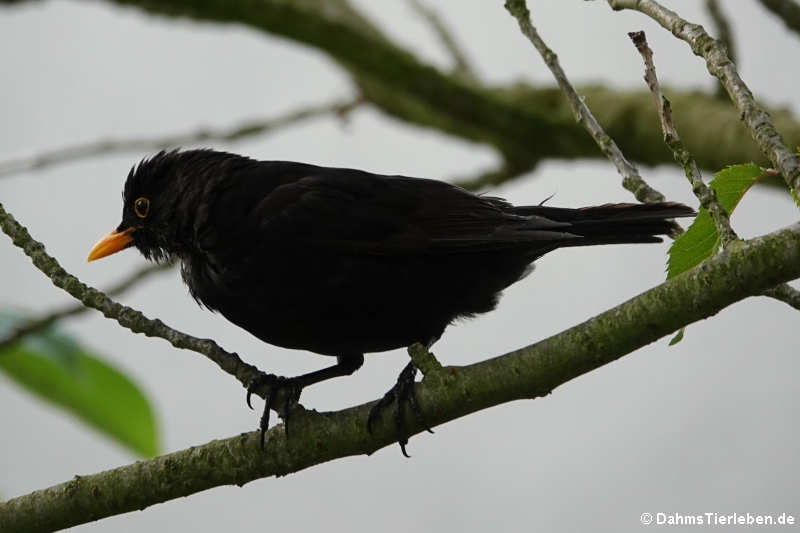 männliche Amsel (Turdus merula merula)