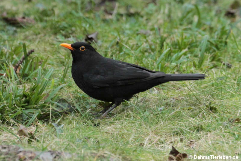 Turdus merula merula