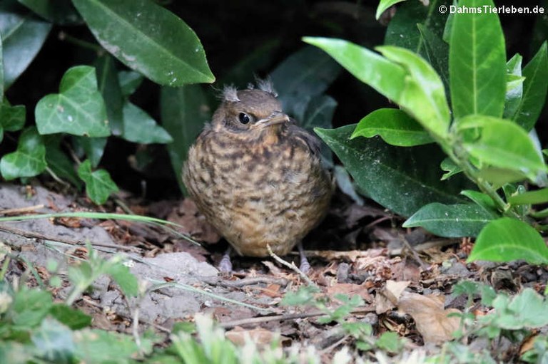 Turdus merula merula