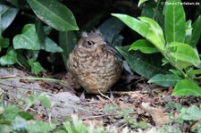 Junge Amsel (Turdus merula merula) im Garten