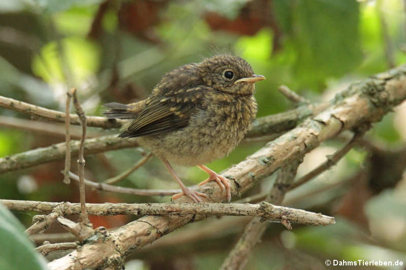 junge Amsel (Turdus merula merula)