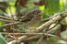 Junge Amsel (Turdus merula merula) im Garten