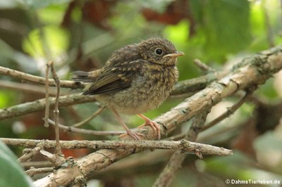 junge Amsel (Turdus merula merula)
