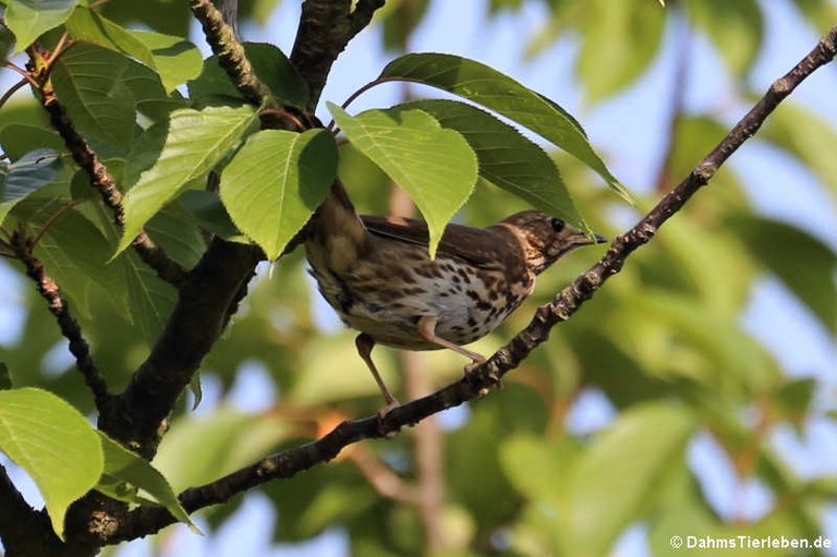 Turdus philomelos